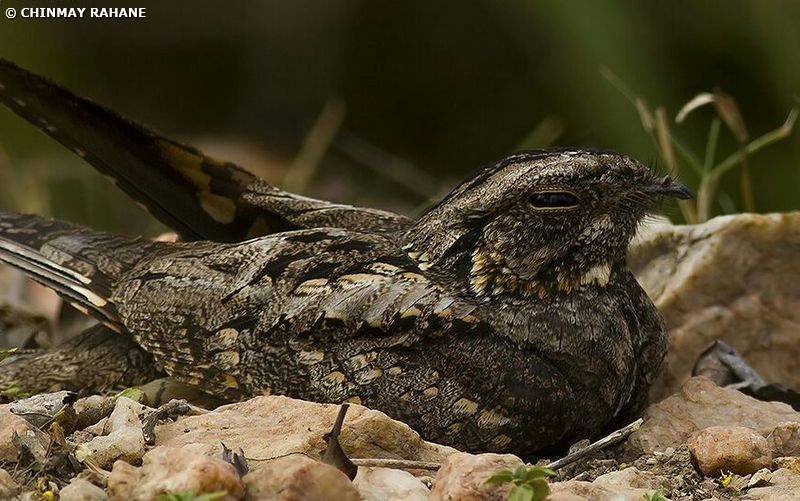 Indian Nightjar